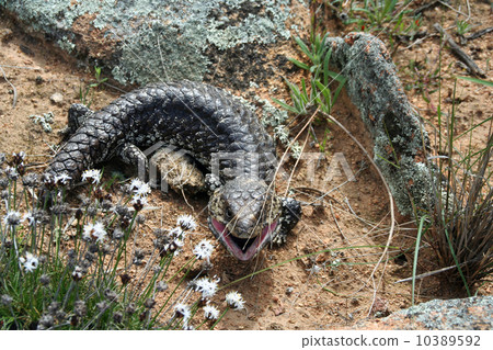 Mazukasa lizard Mazukasa lizard 10389592