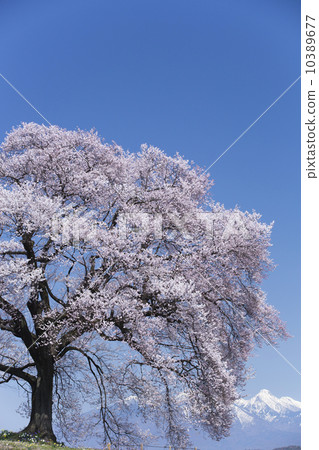Cherry blossoms at Mizuka Cherry blossoms at Mizuka 10389677