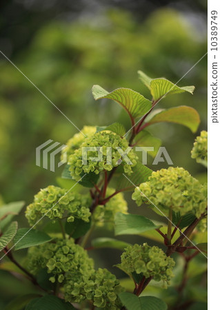 Natural plants Beginning to bloom, yellow green green flowers ② 10389749