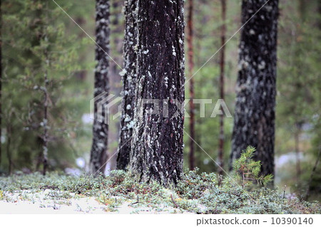 pine forest 10390140
