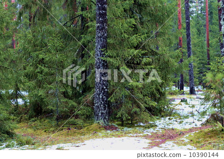 pine forest 10390144