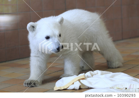 White bear baby White bear baby 10390293