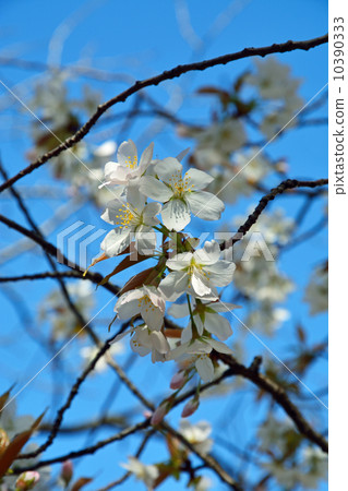Hamarikyu Imperial Garden · Cherry blossom Hamarikyu Imperial Garden · Cherry blossom 10390333