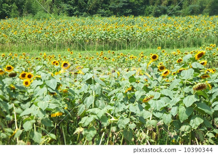 sunflower sunflower 10390344