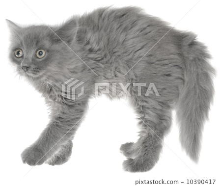 Frightened gray kitten Frightened gray kitten 10390417