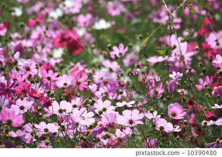 宇宙綻放 10390480