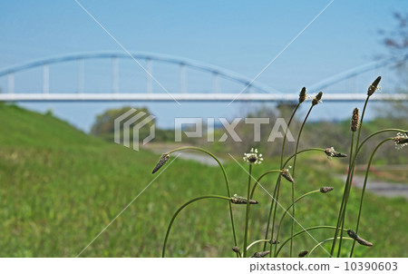 長葉車前 10390603