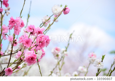 Genpei花桃 10390807