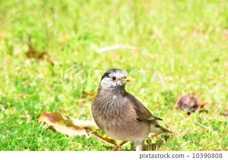 芥末之星 芥末之星 10390808