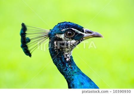peacock 10390930