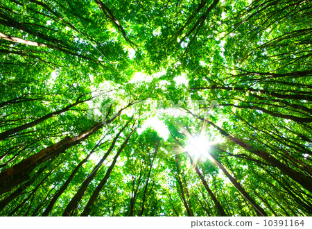 green forest green forest 10391164