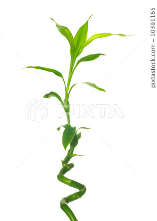 bamboo bamboo 10391165