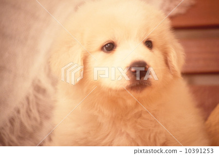 Great Pyrenees puppy 10391253