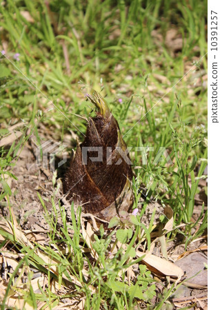 bamboo shoots bamboo shoots 10391257