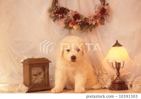 Great Pyrenees puppy 10391303