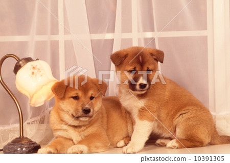 柴犬小狗 10391305