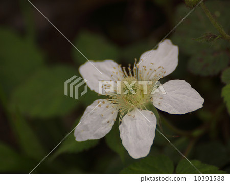 Raspberry white flower 10391588