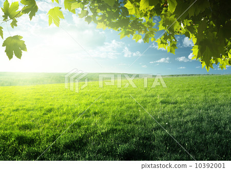 field of spring grass and forest 10392001