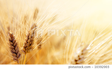 Wheat field 10392003