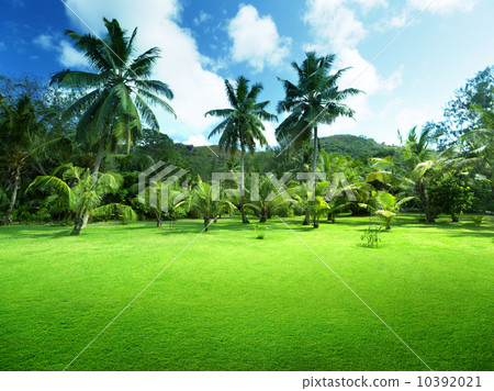 field of grass and coconut palms on Praslin island, Seychelles field of grass and coconut palms on Praslin island, Seychelles 10392021