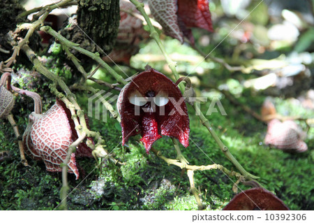 馬兜鈴 馬兜鈴 10392306