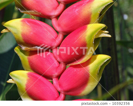 Heliconia Heliconia 10392356