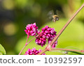 飛蜜蜂 10392597