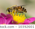 蜜蜂和鮮花 10392601