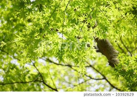 Maple Maple 10392629