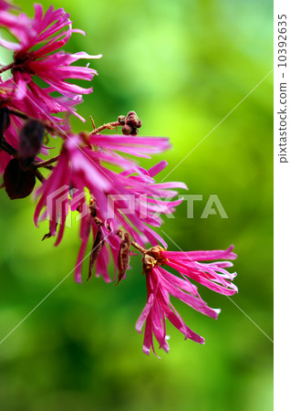 紅花Tokiwamansaku 10392635