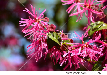 紅花Tokiwamansaku 10392636