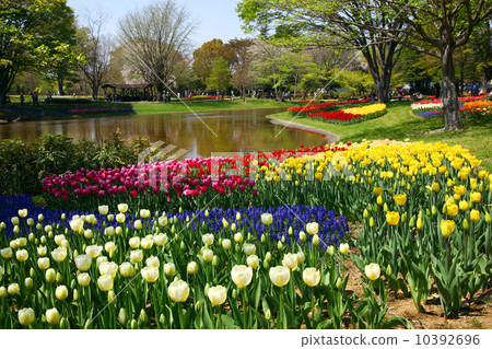 國家昭和紀念公園的鬱金香 10392696