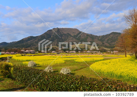 在Ueanbudaigata公園的油菜籽花田 10392789