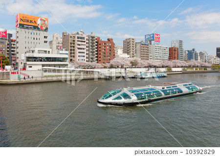 充滿櫻花的櫻花公園和Sumidagawa遊船 10392829