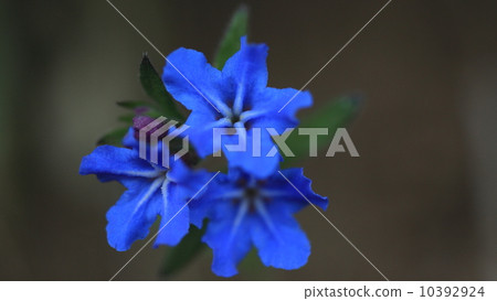 Natural plant Bright blue is beautiful Hotaru quilla flower Natural plant Bright blue is beautiful Hotaru quilla flower 10392924