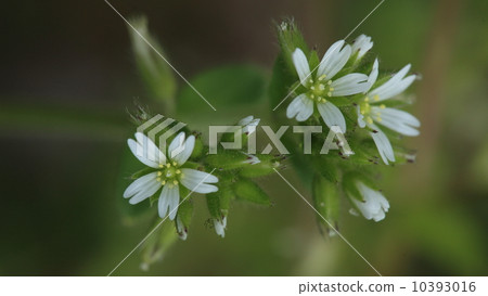 Natural plants Flowers of Dutch mimagnasa often seen in town 10393016