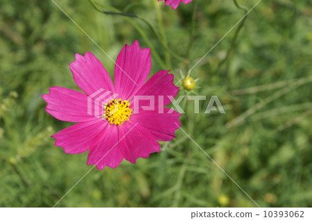 Cosmos Cosmos 10393062