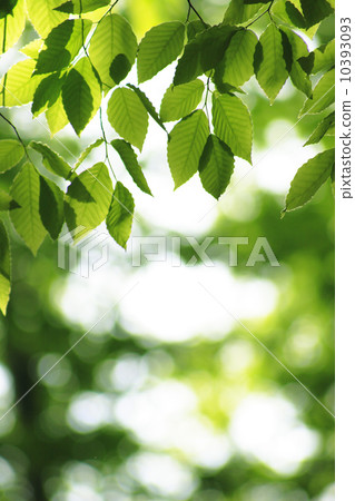 Fresh green Fresh green 10393093