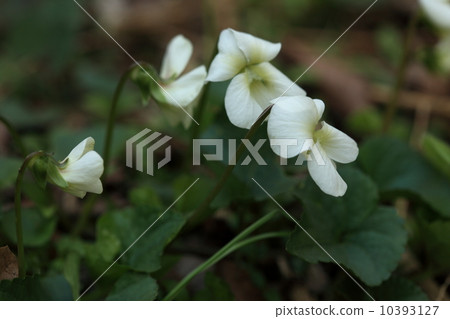 天然植物最近越來越多的美國紫羅蘭(白色) 天然植物最近越來越多的美國紫羅蘭(白色) 10393127
