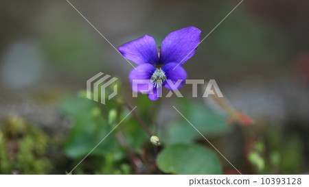 Natural plants Recently increasing number of American Sumirecissin (purple) 10393128
