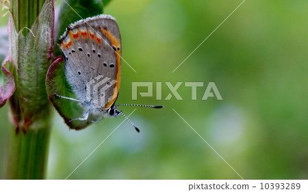Lycaena phlaeas 10393289