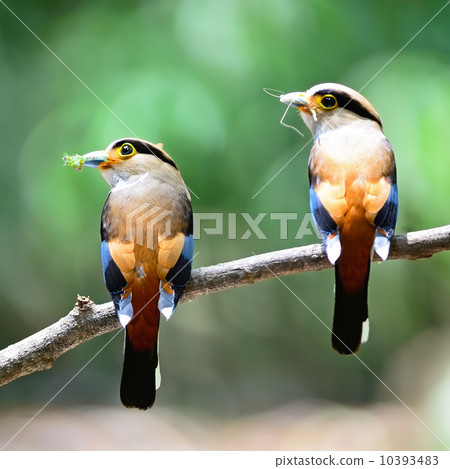 Silver-breasted Broadbill 10393483