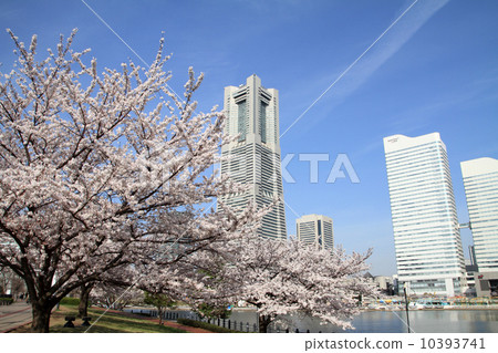 铁轨 横滨地标大厦 樱花