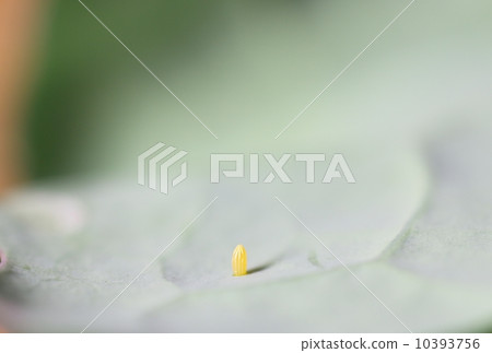 Egg of montsilochou 10393756