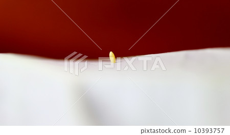 montsilochou的蛋 montsilochou的蛋 10393757