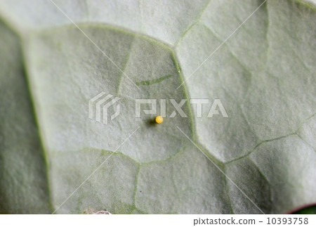 Egg of montsilochou 10393758