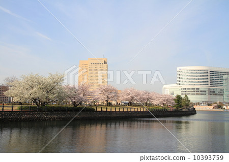 Cherry tree on the train road 10393759