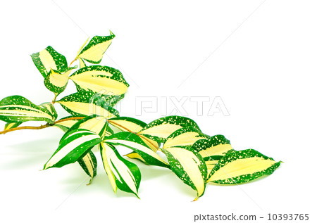 Dracaena 10393765