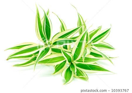 Dracaena 10393767