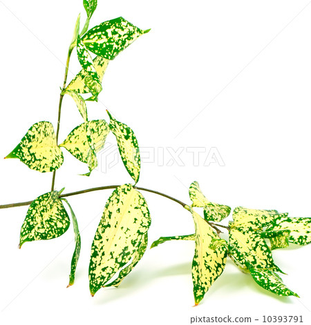 Dracaena 10393791